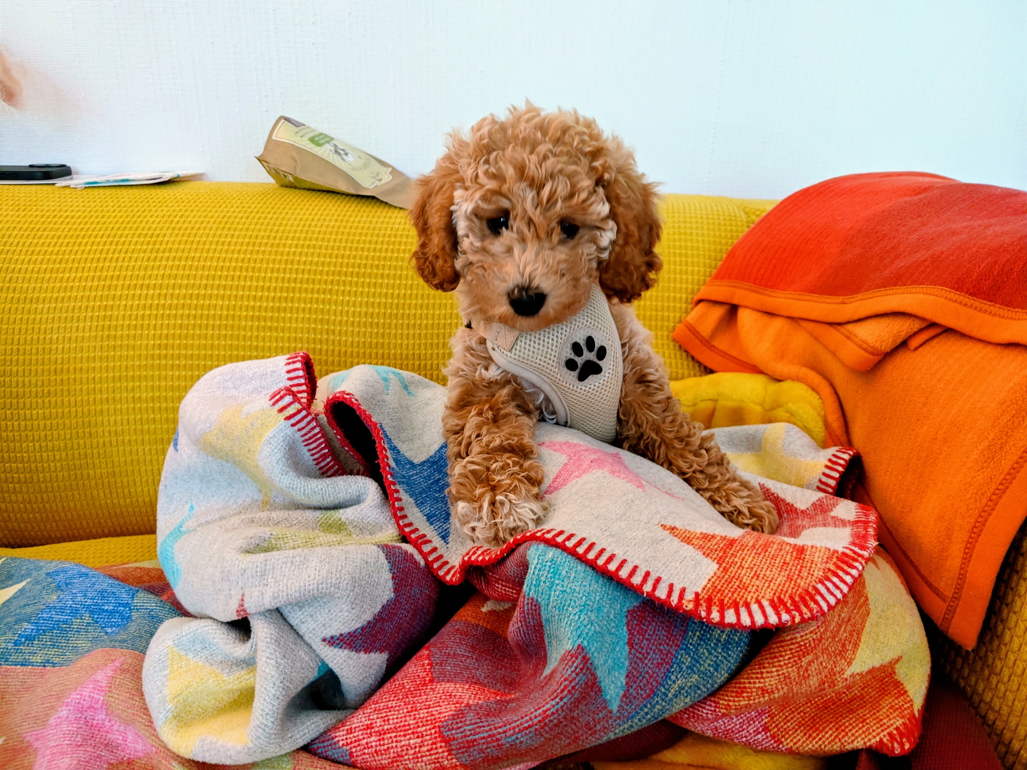 Polly auf der Couch